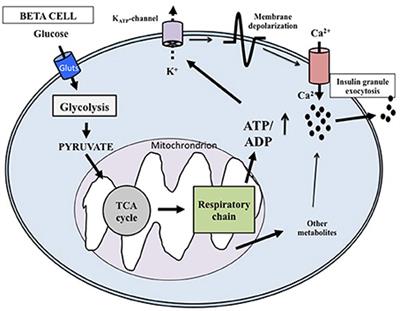 Pancreatic beta cell function